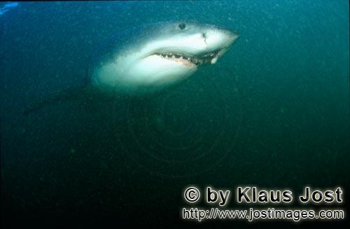 Weißer Hai/Great White shark/Carcharodon carcharias      Weißer Hai gleitet dur