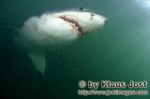 Great White shark/Carcharodon carcharias        An impressive sight: The Great White Shark        A 