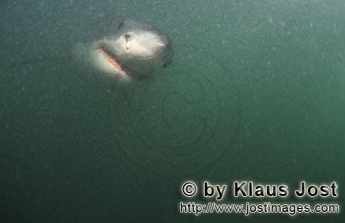 Great White shark/Carcharodon carcharias        Great White Shark in the greenish, plankton-rich wat