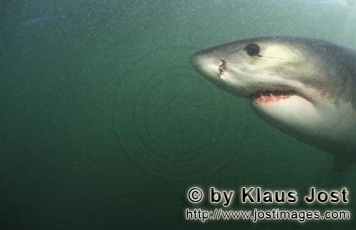 Great White shark/Carcharodon carcharias         A 'Great White Shark's eye' view         A great