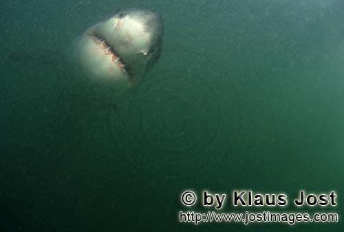 Weißer Hai/Great White shark/Carcharodon carcharias        Great White Shark frontal in greenish wa