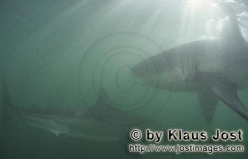 Weißer Hai/Great White shark/Carcharodon carcharias        Two white sharks in an unusual light moo
