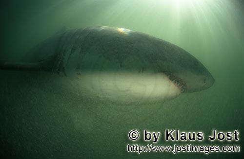 Great White Shark/Carcharodon carcharias        Great White Shark in greenish water        A grea