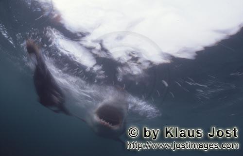 Great White shark/Carcharodon carcharias        Great White shark with open mouth underwater        