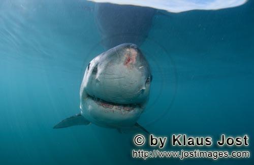 Weißer Hai/Great White Shark/Carcharodon carcharias        Great White Shark with injuries at the s