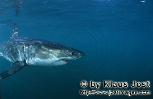 Weißer Hai/Great White shark/Carcharodon carcharias        Great White Shark close-up        A g