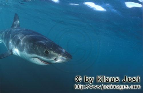 Great White shark/Carcharodon carcharias        Baby Great White Shark comes quite close        For 