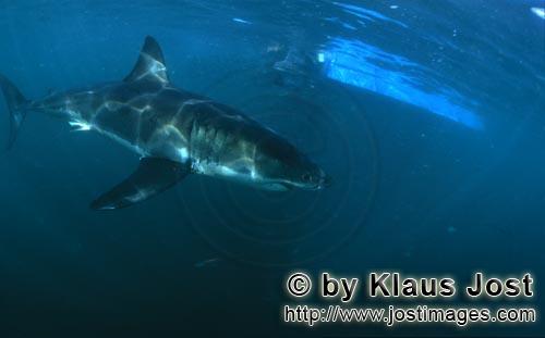 Weißer Hai/Great White shark/Carcharodon carcharias        A Great White shark        A great wh