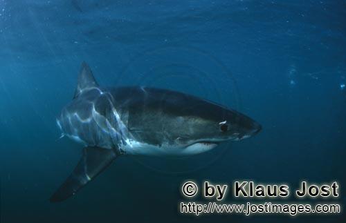 Great White shark/Carcharodon carcharias        Great White Shark (Carcharodon carcharias)        A 