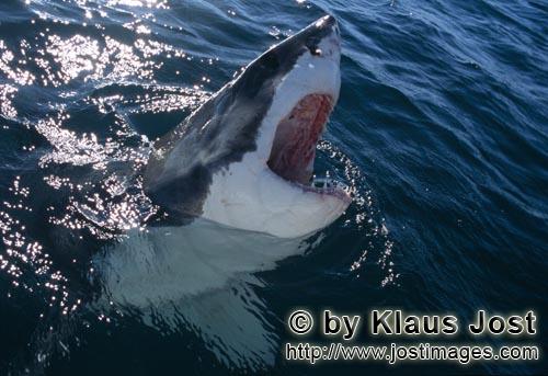 Great White Shark/Carcharodon carcharias        Great White Shark emerging        