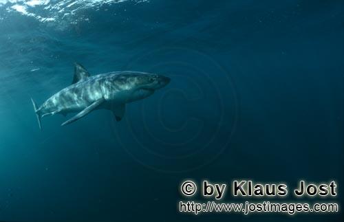 Great White shark/Carcharodon carcharias        The body of the Great White Shark is hydrodynamicall