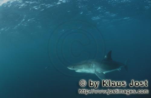 Great White shark/Carcharodon carcharias        The great white shark is an apex predator         A 