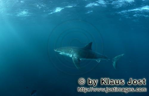 Weißer Hai/Great White Shark/Carcharodon carcharias        Great White shark - a beautiful animal</