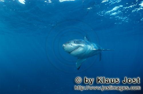 Great White shark/Carcharodon carcharias        Young Great White Shark        Six sea miles from th