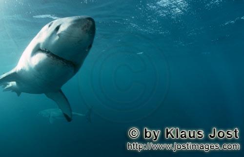 Great White shark/Carcharodon carcharias        Two great white sharks swimming in circles         