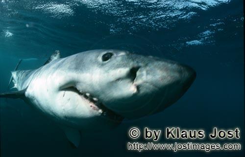 Great White shark/Carcharodon carcharias        Great White Shark head close-up underwater         A