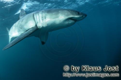 Weißer Hai/Great White shark/Carcharodon carcharias        The pectoral fin of the Great White Shar
