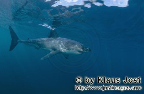 Weißer Hai/Great White shark/Carcharodon carcharias        Great White Shark, elegantly gliding thr