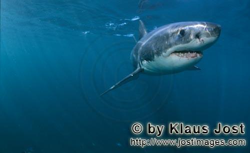 Weißer Hai/Great White shark/Carcharodon carcharias        Great White Shark - a beautiful animal</