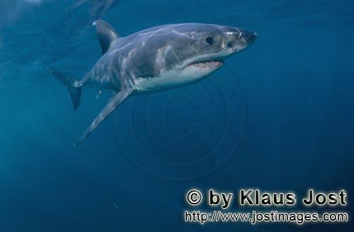 Weißer Hai/Great White shark/Carcharodon carcharias        Lord of Sea: Great White Shark        A 