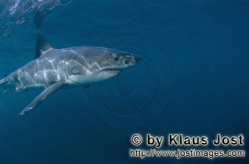Great White shark/Carcharodon carcharia        Successful Predator: great white shark        A gr