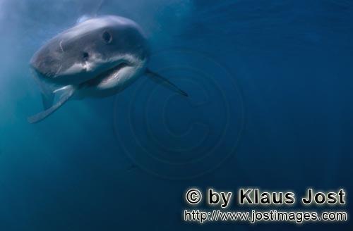 Weißer Hai/Great White shark/Carcharodon carcharias        Baby Great White Shark approaching with 
