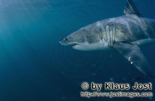 Great White shark/Carcharodon carcharias        The Great White Shark is an apex predator         A