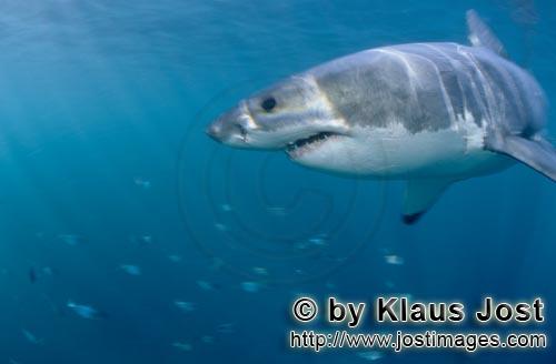 Weißer Hai/Great White shark/Carcharodon carcharias        Great White Shark         A great whit
