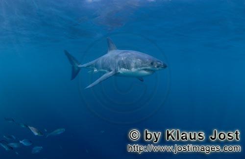 Weißer Hai/Great White shark/Carcharodon carcharias        Great White Shark followed by small fis