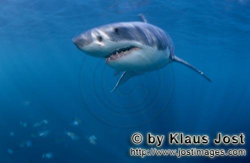 Weißer Hai/Great White shark/Carcharodon carcharias        Great White Shark - Superstar of evoluti
