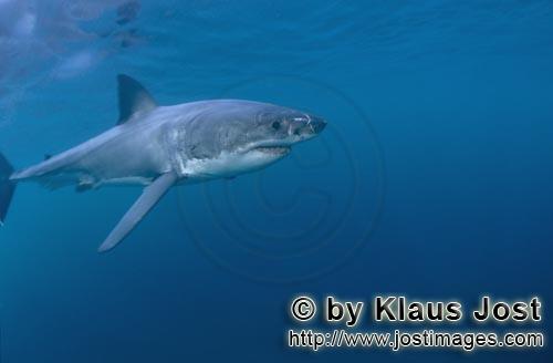 Weißer Hai/Great White shark/Carcharodon carcharias        Elegant ocean predator Great White Shark