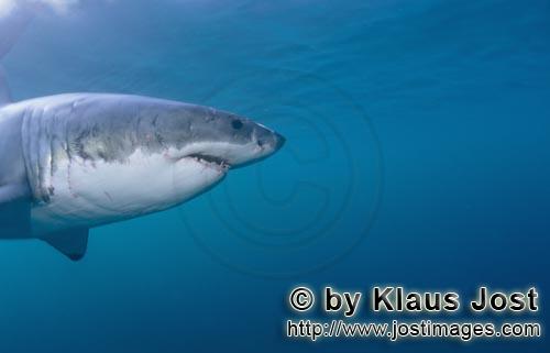Weißer Hai/Great White Shark/Carcharodon carcharias        Great White Shark portrait        