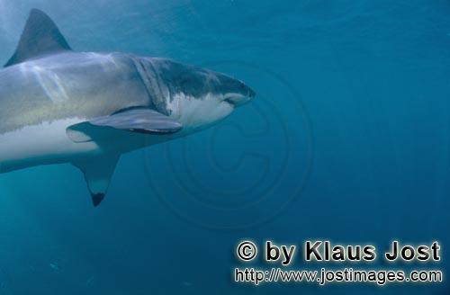 Weißer Hai/Great White shark/Carcharodon carcharias         Great White Shark         Ein Weißer H