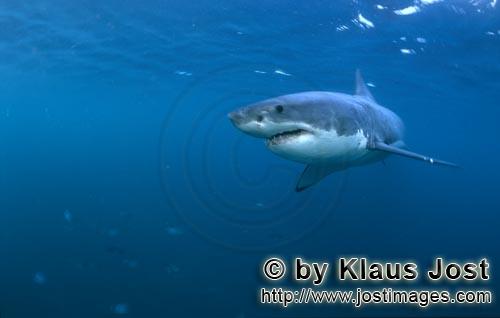 Weißer Hai/Great White shark/Carcharodon carcharias        Great White shark - a beautiful and faci