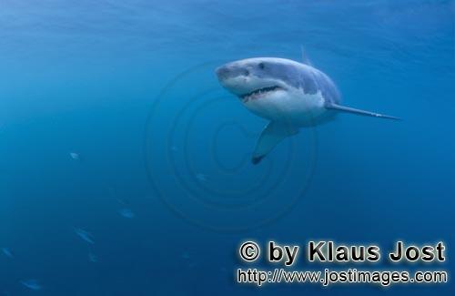 Great White shark/Carcharodon carcharias        Great White Shark (Carcharodon carcharias)        Si