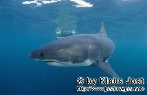 Great White shark/Carcharodon carcharias        Great white shark circling a shark cage         A <
