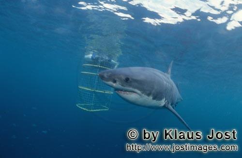 Weißer Hai/Great White shark/Carcharodon carcharias        Great White Shark on the shark cage  