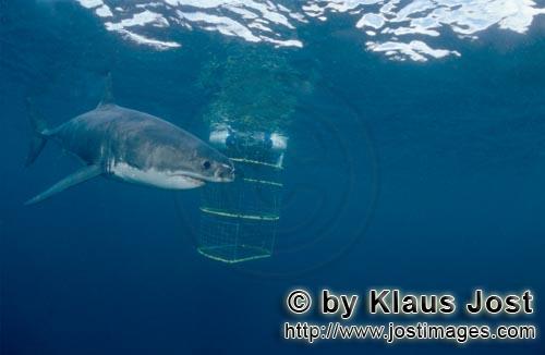 Great White shark/Carcharodon carcharias        Great White Shark and Shark Cage        A great w