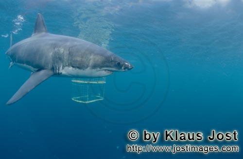 Weißer Hai/Great White shark/Carcharodon carcharias        Great White Shark and Shark cage       