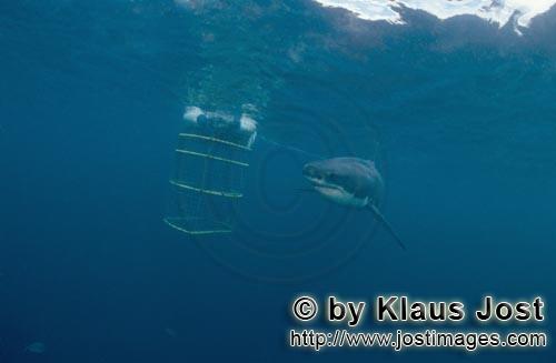 Great White shark/Carcharodon carcharias        Great White Shark and Shark Cage        