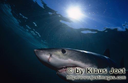 Great White shark/Carcharodon carcharias        The great white shark eye glows in the sunlight  