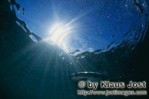 Weißer Hai/Great White shark/Carcharodon carcharias        Sun rays illuminate the path of a great 