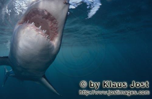 Weißer Hai/Great White Shark/Carcharodon carcharias        Great White Shark directly before biting