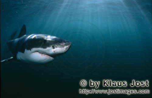 Weißer Hai/Great White shark/Carcharodon carcharias         Sun rays illuminate the path of a young