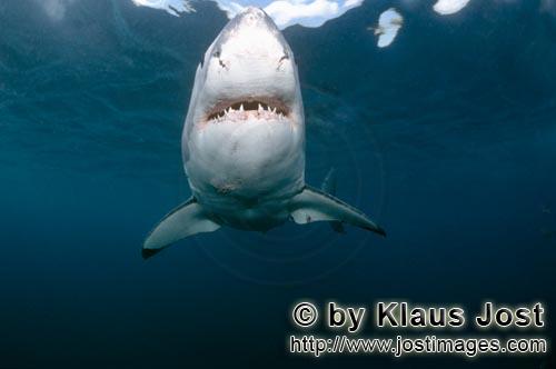 Weißer Hai/Great White shark/Carcharodon carcharias        Great White shark a powerful fish      