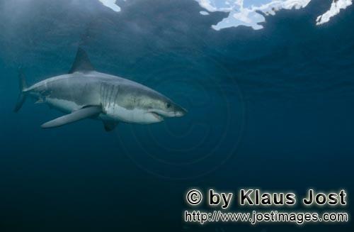 Great White shark/Carcharodon carcharia        Great White Shark - a beautiful animal        A gr