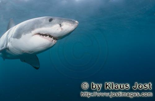 Weißer Hai/Great White shark/Carcharodon carcharias        Great White Shark portrait        