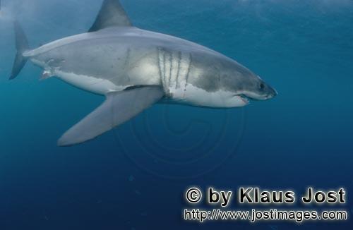 Weißer Hai/Great White shark/Carcharodon carcharia        Great White shark (Carcharodon carcharias