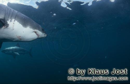 Weißer Hai/Great White shark/Carcharodon carcharias      Zwei Weiße Haie schwim