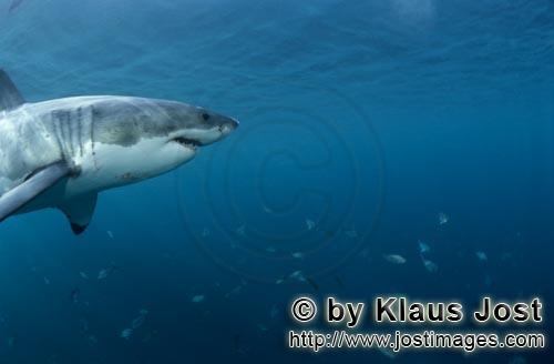 Weißer Hai/Great White shark/Carcharodon carcharias        Great White shark        